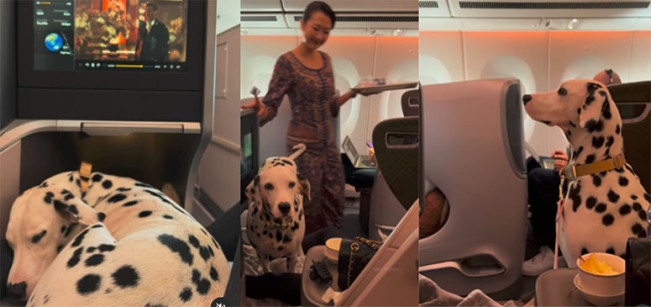 Video Viral! Anjing Dalmatian Terbang di Kelas Bisnis Duduk dengan Manis Jadi Sorotan Netizen